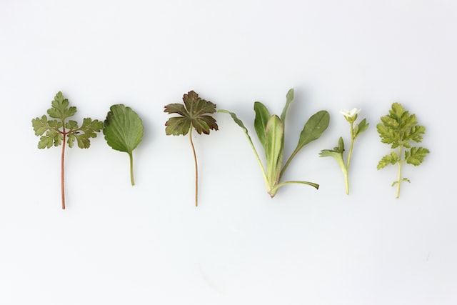 Herbs on the white background