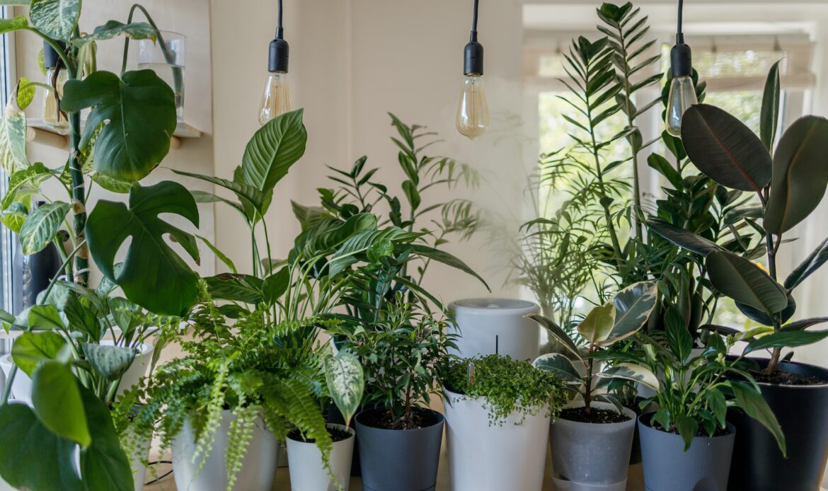 How to Arrange Plants in Living Room