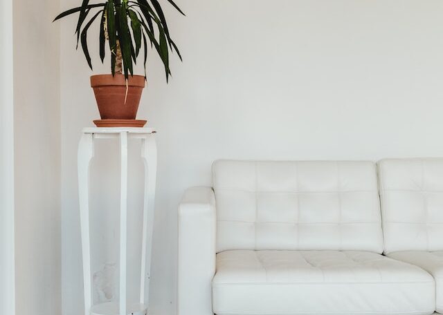 a plant on white chair in the corner