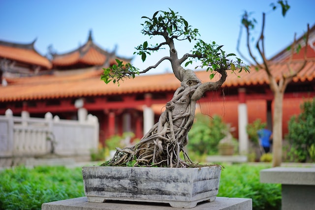 bonsai plant