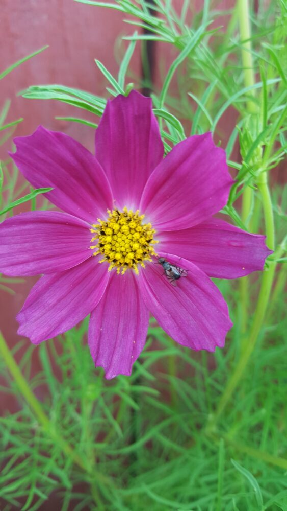 fly in purple flower