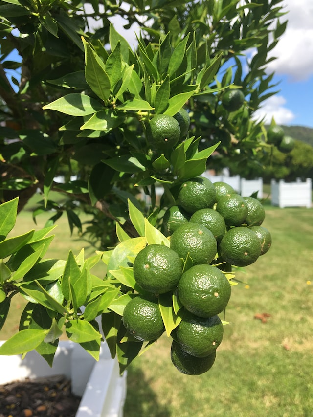green lemons on lemon tree