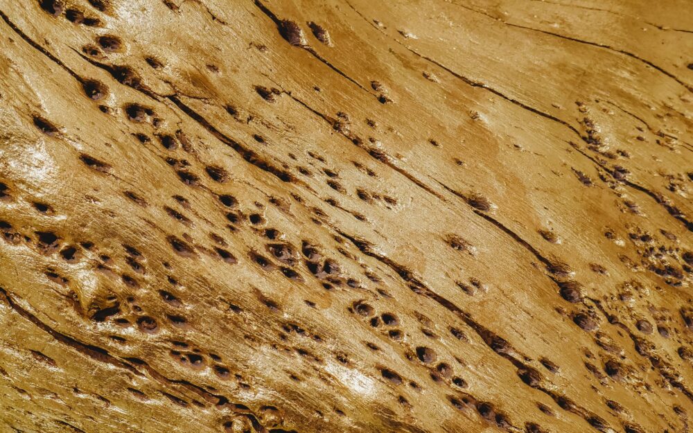 holes in wood from termites