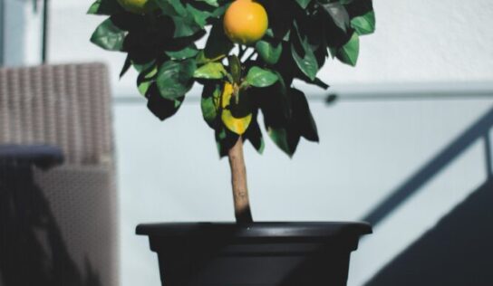 How Long Does a Lemon Tree Take to Grow