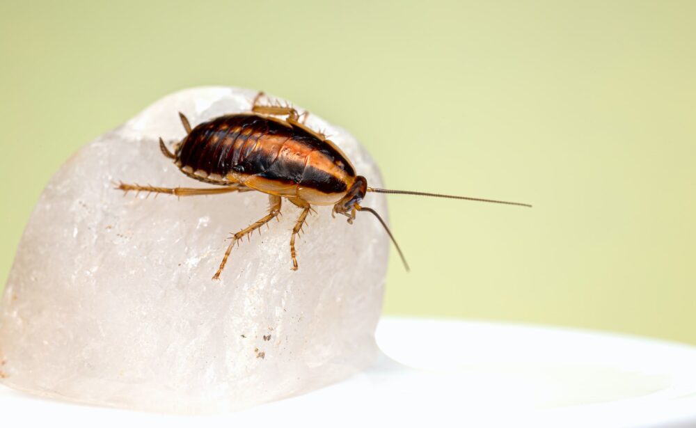 palmetto bug on white surface