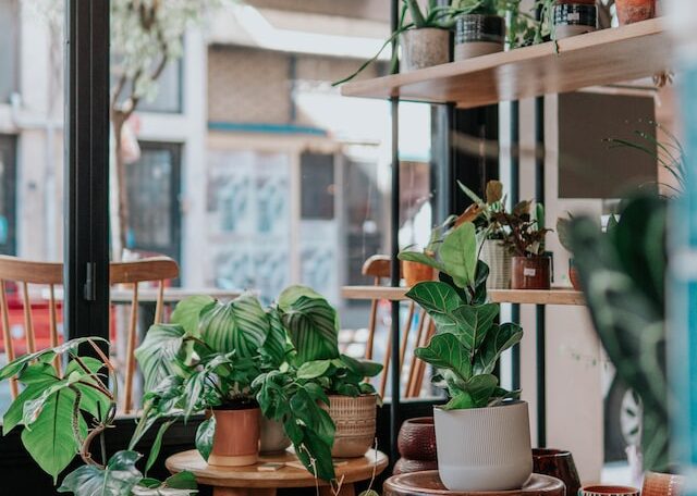 plants in the room on the chairs