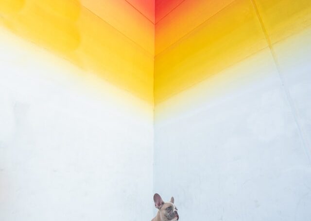 the dog in colorful corner